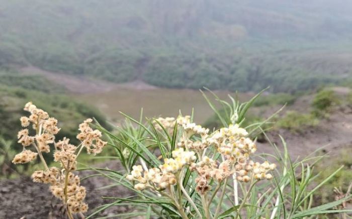 Pesona Edelweiss Jawa, si Bunga Abadi yang Tumbuh di Puncak Kelud Pesona Edelweiss Jawa, si Bunga Abadi yang Tumbuh di Puncak Kelud