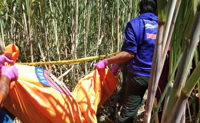 Hendak Cek Pekerja Penebang Tebu, Seorang Warga Sidoarjo Temukan Mayat Mr. X Telanjang Hendak Cek Pekerja Penebang Tebu, Seorang Warga Sidoarjo Temukan Mayat Mr. X Telanjang