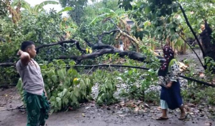 Hujan dan Puting Beliung Landa Probolinggo, 47 Rumah Rusak Hujan dan Puting Beliung Landa Probolinggo, 47 Rumah Rusak