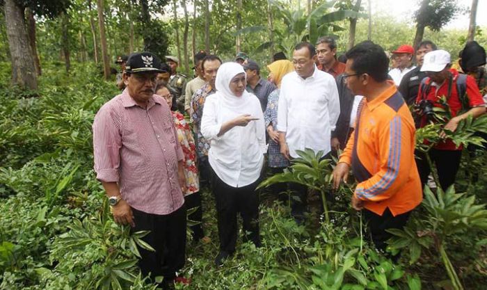 Sambangi Petani Porang di Pelosok Hutan, Khofifah Komitmen Perjuangkan Legalitas LMDH