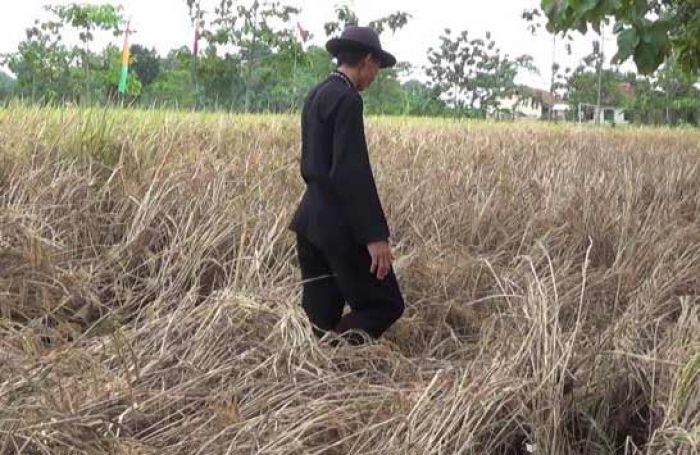 Petani Gagal Penen Diupayakan Dapat Asuransi Petani Gagal Penen Diupayakan Dapat Asuransi