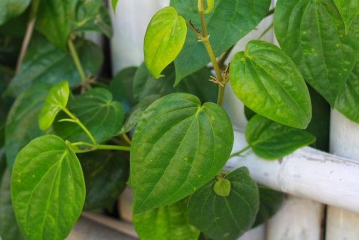 Ketahui Manfaat Minum Air Rebusan Daun Sirih untuk Kesehatan Tubuh Ketahui Manfaat Minum Air Rebusan Daun Sirih untuk Kesehatan Tubuh