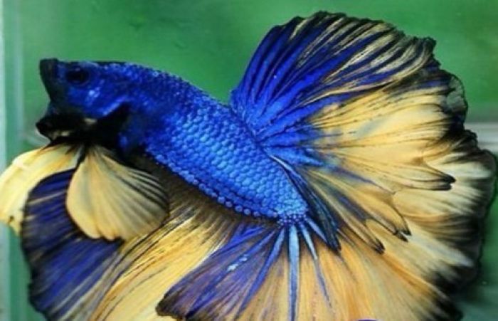 Jadi Pusat Budi Daya Ikan Cupang, Hasilkan Rp 49,6 M, Kediri Bakal Gelar Kontes Betta Jadi Pusat Budi Daya Ikan Cupang, Hasilkan Rp 49,6 M, Kediri Bakal Gelar Kontes Betta