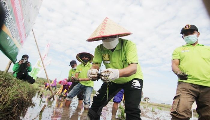Cari Benih BK Situbondo, Pemkab Pilih Empat Galur Unggulan Cari Benih BK Situbondo, Pemkab Pilih Empat Galur Unggulan