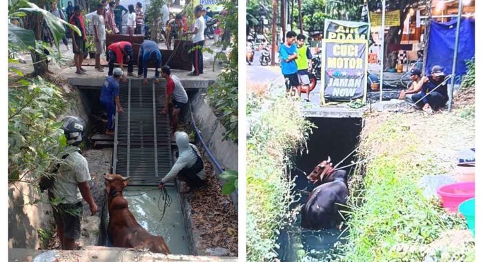 Jelang Idul Adha, 2 Sapi di Surabaya Stres hingga Masuk ke Kali Jelang Idul Adha, 2 Sapi di Surabaya Stres hingga Masuk ke Kali