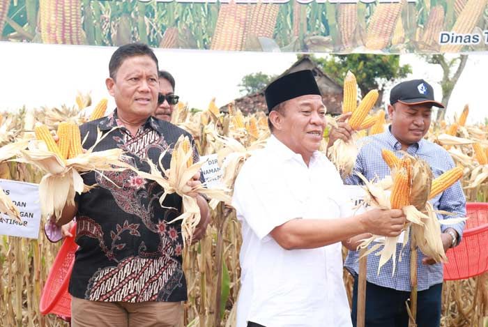 Ketersediaan Jagung Cukup, Bupati Fadeli Minta Kementerian Tidak Impor