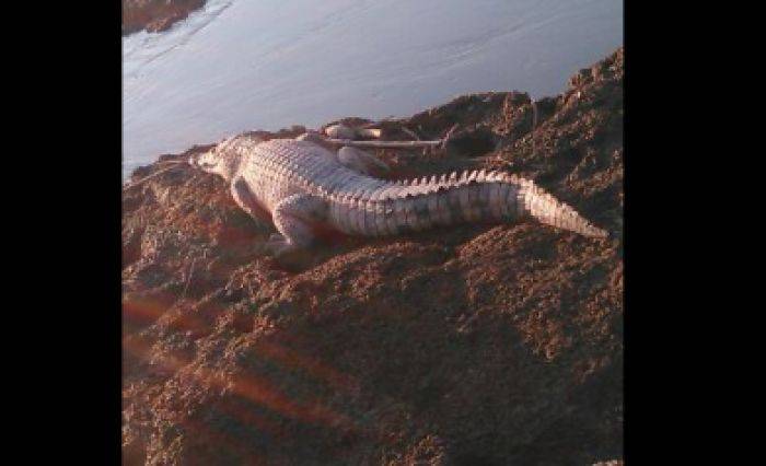 Puluhan Buaya Muncul di Sungai Awar-Awar Sidoarjo, Warga Cemas Puluhan Buaya Muncul di Sungai Awar-Awar Sidoarjo, Warga Cemas