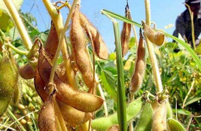 Harga Kedelai Petani Masih di bawah Acuan Permendag Harga Kedelai Petani Masih di bawah Acuan Permendag
