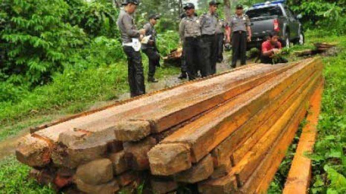 Terlibat <i>Illegal Logging</i>, Perangkat Desa Banaran Kediri Diringkus Polisi Terlibat <i>Illegal Logging</i>, Perangkat Desa Banaran Kediri Diringkus Polisi