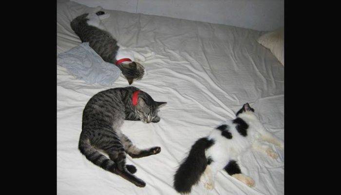 100 Kucing Domestik di Malang Dikastrasi 100 Kucing Domestik di Malang Dikastrasi