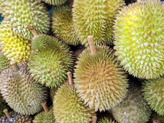 Jarang Diketahui! Ini 5 Manfaat Mengonsumsi Durian Salah Satunya Cegah Kanker Jarang Diketahui! Ini 5 Manfaat Mengonsumsi Durian Salah Satunya Cegah Kanker