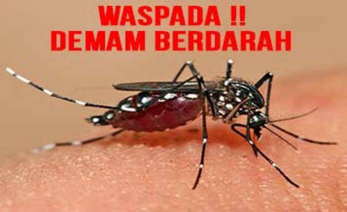Angka Kematian Akibat DBD di Kabupaten Blitar Masih Tinggi Angka Kematian Akibat DBD di Kabupaten Blitar Masih Tinggi