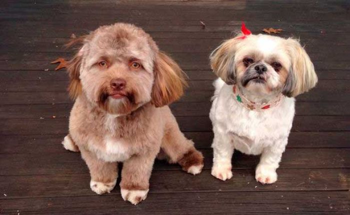 Anjing ini Punya Wajah Mirip Manusia Anjing ini Punya Wajah Mirip Manusia