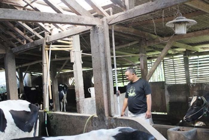 Ditarget Naikkan Produksi, Peternak Sapi Susu Pasuruan Minta Perhatian Pemkab Ditarget Naikkan Produksi, Peternak Sapi Susu Pasuruan Minta Perhatian Pemkab