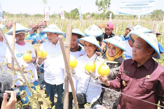 Menteri BUMN Rini Soemarno Janjikan Sendangharjo jadi Kawasan Melon Menteri BUMN Rini Soemarno Janjikan Sendangharjo jadi Kawasan Melon