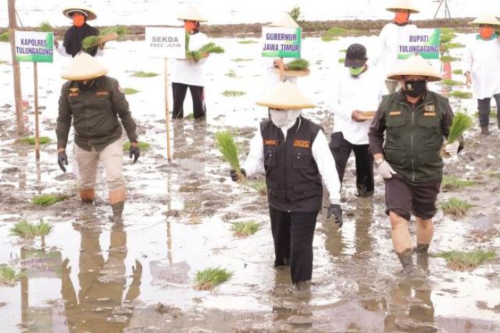 Antisipasi Krisis Pangan, Gubernur Khofifah Turun ke Sawah, Percepat Tanam Padi di Tulungagung Antisipasi Krisis Pangan, Gubernur Khofifah Turun ke Sawah, Percepat Tanam Padi di Tulungagung