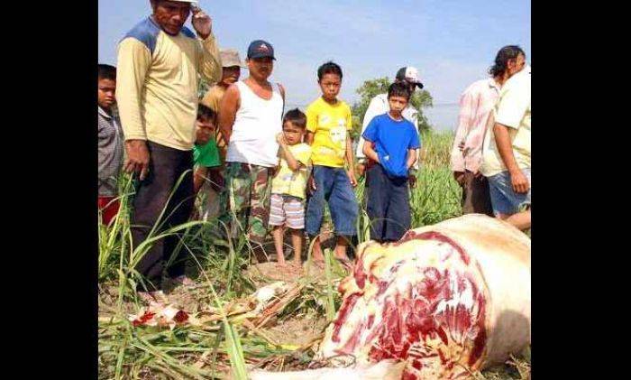 Pencurian Sapi dengan Cara Langsung Dijagal kembali Terjadi di Mojokerto