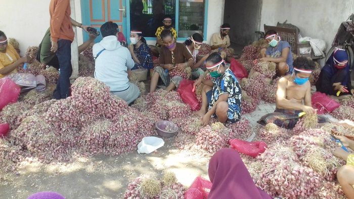 Begini Cara Buruh Pembersih Bawang Merah di Kota Probolinggo Rayakan Harlah Pancasila Begini Cara Buruh Pembersih Bawang Merah di Kota Probolinggo Rayakan Harlah Pancasila