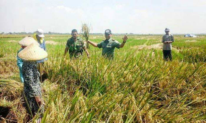Wujudkan Swasembada Pangan, TNI Terus Kawal Petani Wujudkan Swasembada Pangan, TNI Terus Kawal Petani