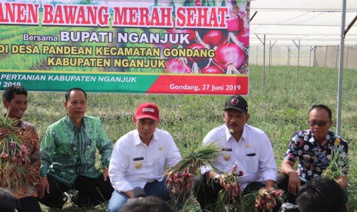 Petani Nganjuk Berhasil Budidayakan Bawang Merah Organik