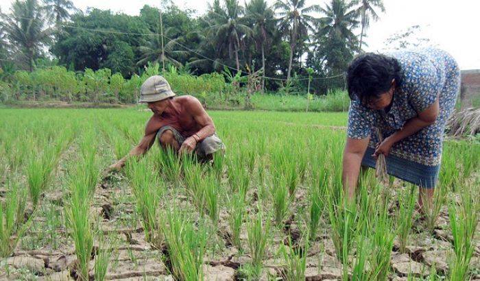 Lamongan Terancam Gagal Panen, 577 Ha Sawah Kekeringan Lamongan Terancam Gagal Panen, 577 Ha Sawah Kekeringan