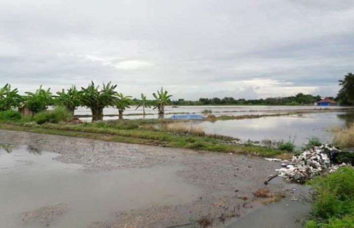 2017, Petani di Pasuruan yang Kebanjiran Bisa Ajukan Dana Ganti Rugi Bibit