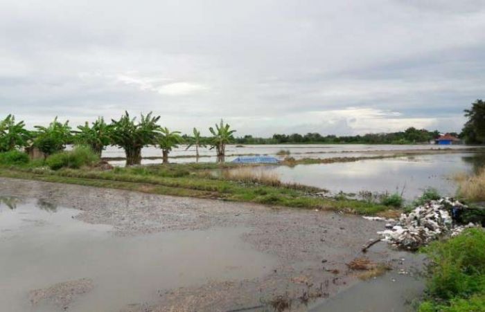2017, Petani di Pasuruan yang Kebanjiran Bisa Ajukan Dana Ganti Rugi Bibit 2017, Petani di Pasuruan yang Kebanjiran Bisa Ajukan Dana Ganti Rugi Bibit