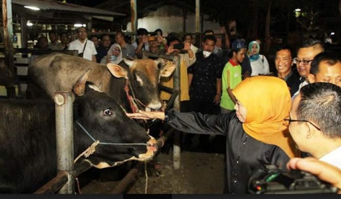 Jelang Hari Raya Idul Fitri, Khofifah Pastikan Stok Daging Aman