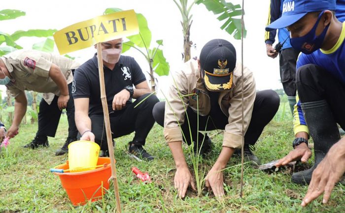 Antisipasi Banjir dan Longsor, Bupati Tuban Tanam Rumput Vetiver di Bantaran Kali Kening