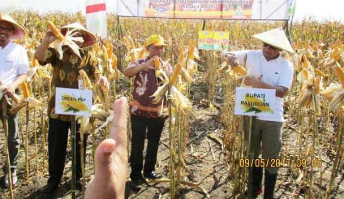 ​Pemkab Pasuruan Siapkan 263 Ton Bibit Jagung Gratis