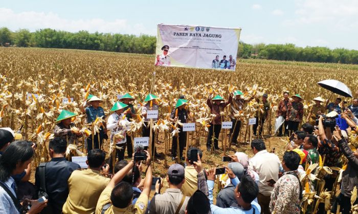 ​Jagung Varietas Unggul 