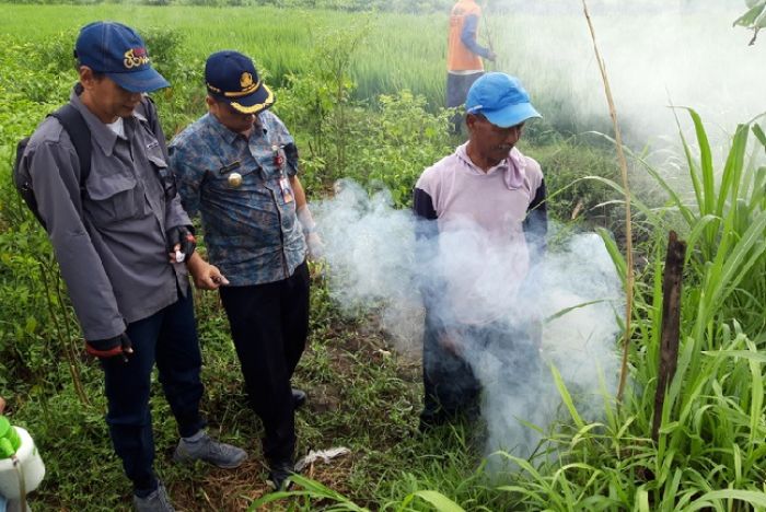 Petani Ngasem Kewalahan Atasi Serangan Hama Tikus Petani Ngasem Kewalahan Atasi Serangan Hama Tikus