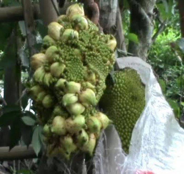 Warga Jember Heboh, Ada Pohon Nangka Berbuah Pisang