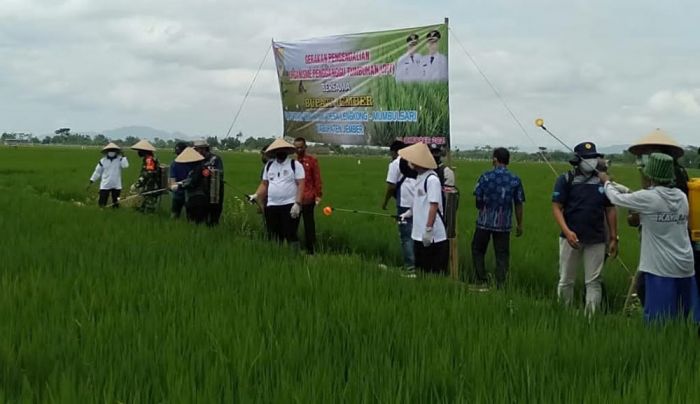 Atasi Kelangkaan Pupuk di Jember, Bupati Hendy Salurkan Bantuan untuk Petani