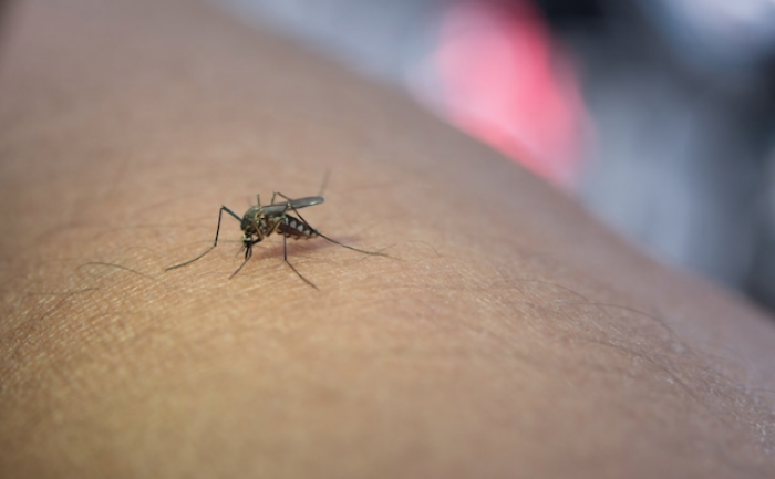 Perhatian! Bernarkah Orang dengan Golongan Darah O Jadi Sasaran Favorit Nyamuk?