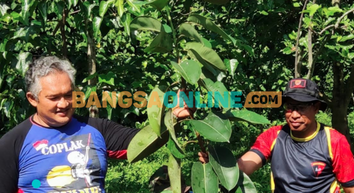 Kompi 1 Yon C Sat Brimob Polda Jatim Tanam Ratusan Pohon di Buffer Zone Alas Simpenan Kediri Kompi 1 Yon C Sat Brimob Polda Jatim Tanam Ratusan Pohon di Buffer Zone Alas Simpenan Kediri