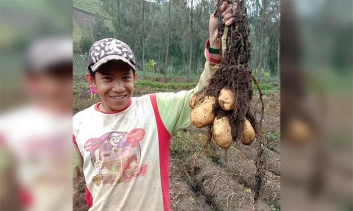 Harga Kentang di Tingkat Petani Turun Drastis