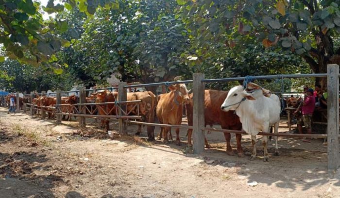 Jelang Idul Adha, Harga Sapi di Pasar Hewan Dimoro Kota Blitar Masih Stabil Jelang Idul Adha, Harga Sapi di Pasar Hewan Dimoro Kota Blitar Masih Stabil