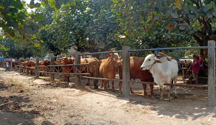 Jelang Idul Adha, Harga Sapi di Pasar Hewan Dimoro Kota Blitar Masih Stabil