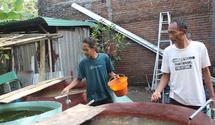 Budidaya Lele Jadi Penopang Pangan Rumah Lansia Gusdurian Pare