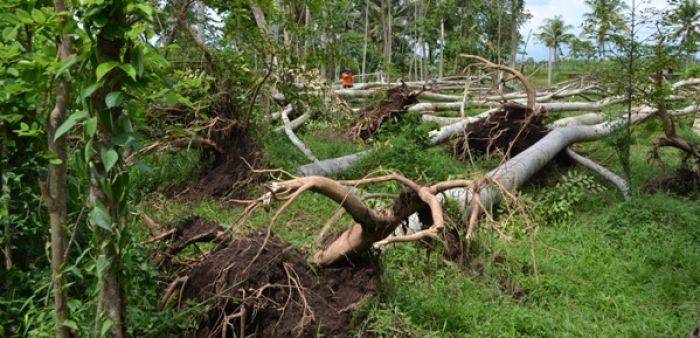 Puting Beliung Landa Lumajang, Belasan Pohon Ambruk di Timpa Sekolah