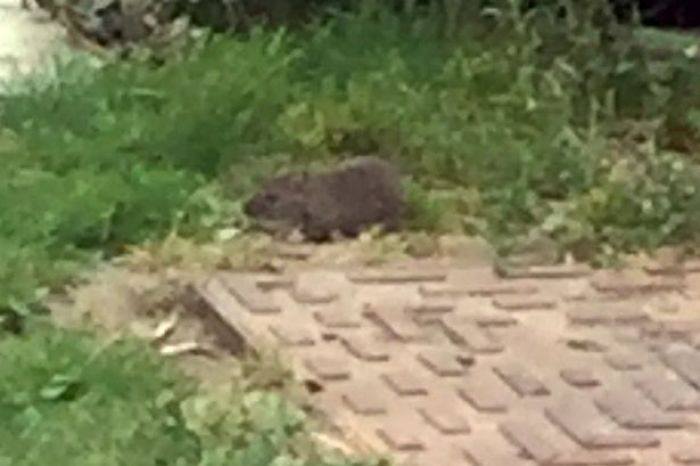 Tikus Seukuran Anjing Teror Perumahan Tikus Seukuran Anjing Teror Perumahan