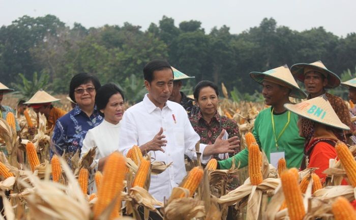 Ikuti Panen Raya Jagung di Tuban, Jokowi Disambati Kelangkaan Pupuk