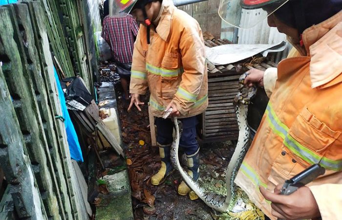 Damkar Gresik Jinakkan Ular Piton Sepanjang 3 Meter Damkar Gresik Jinakkan Ular Piton Sepanjang 3 Meter