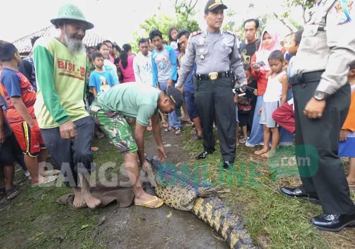 Warga Diwek Jombang Tangkap Seekor Buaya di Sungai