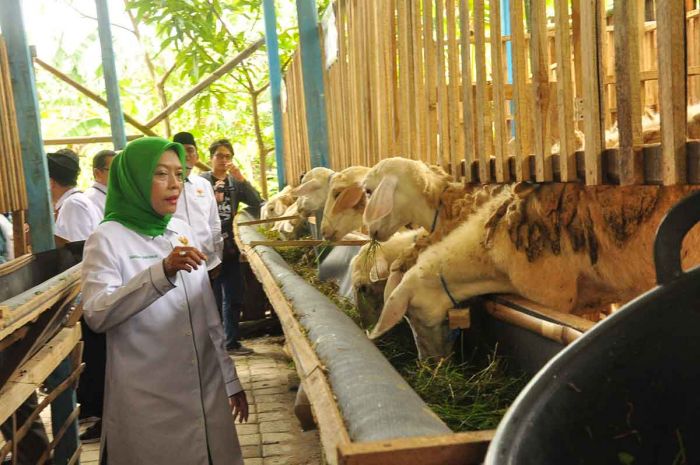 Berdayakan Mustahik, Baznas RI Berikan Bantuan 350 Ekor Kambing di Bojonegoro Berdayakan Mustahik, Baznas RI Berikan Bantuan 350 Ekor Kambing di Bojonegoro