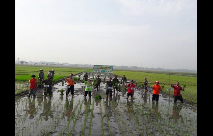 Percepatan Tanam, Dandim 0815 Mojokerto Lakukan Tanam Serentak di Mojoanyar Percepatan Tanam, Dandim 0815 Mojokerto Lakukan Tanam Serentak di Mojoanyar