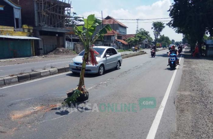 Dibiarkan Rusak, Warga Balongbendo Tanami Jalur Surabaya-Mojokerto dengan Pohon Pisang