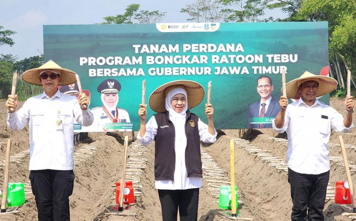 Genjot Produktivitas Tebu, Khofifah Pimpin Tanam Perdana Bongkar Ratoon di Kediri