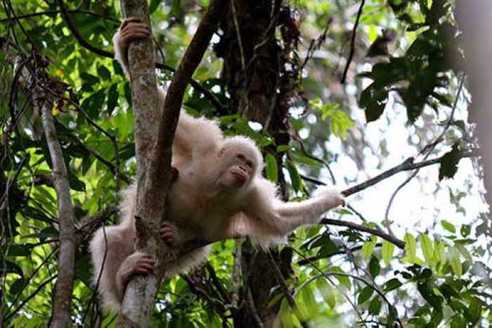 ​Satu-satunya Orangutan Albino di Dunia, Dilepas di Alam Liar